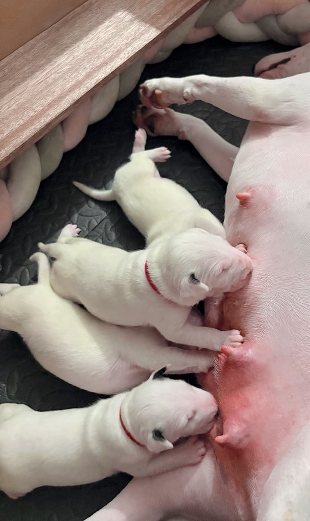 KC English Bull Terrier puppies 🐾