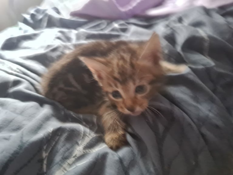 X5 Maine coon x Norwegian forest 