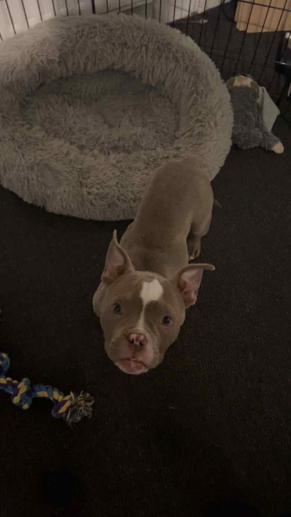 Micro Pocket Bully Puppy Bruno