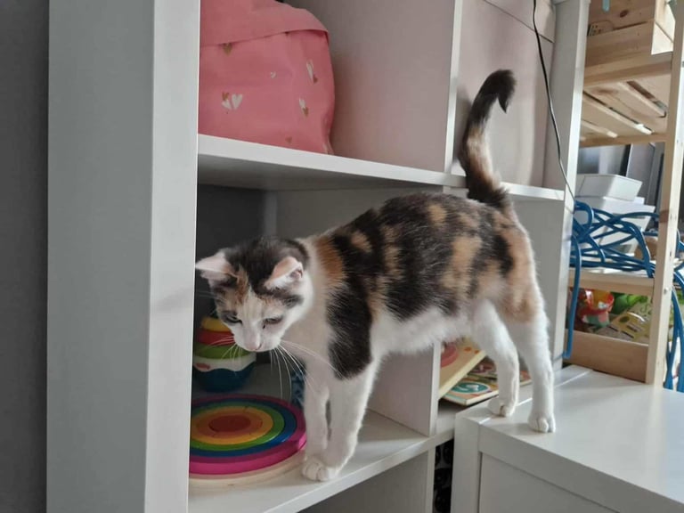 Ragdoll x Calico Kittens