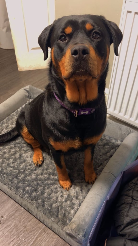 8 Rottweiler pups-4 LEFT!!