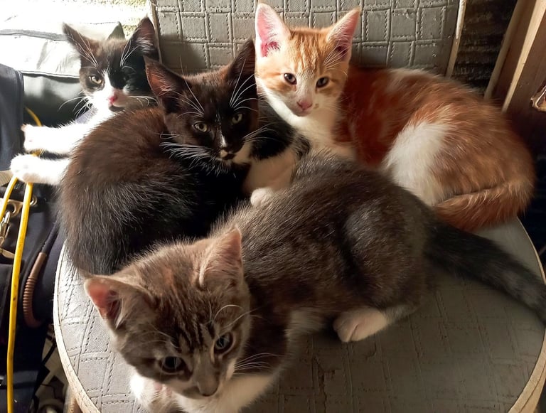 Beautiful Tabby Kittens