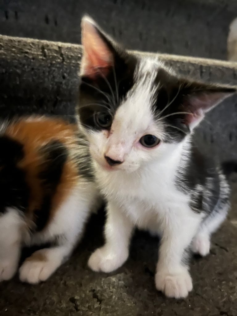 Kitten