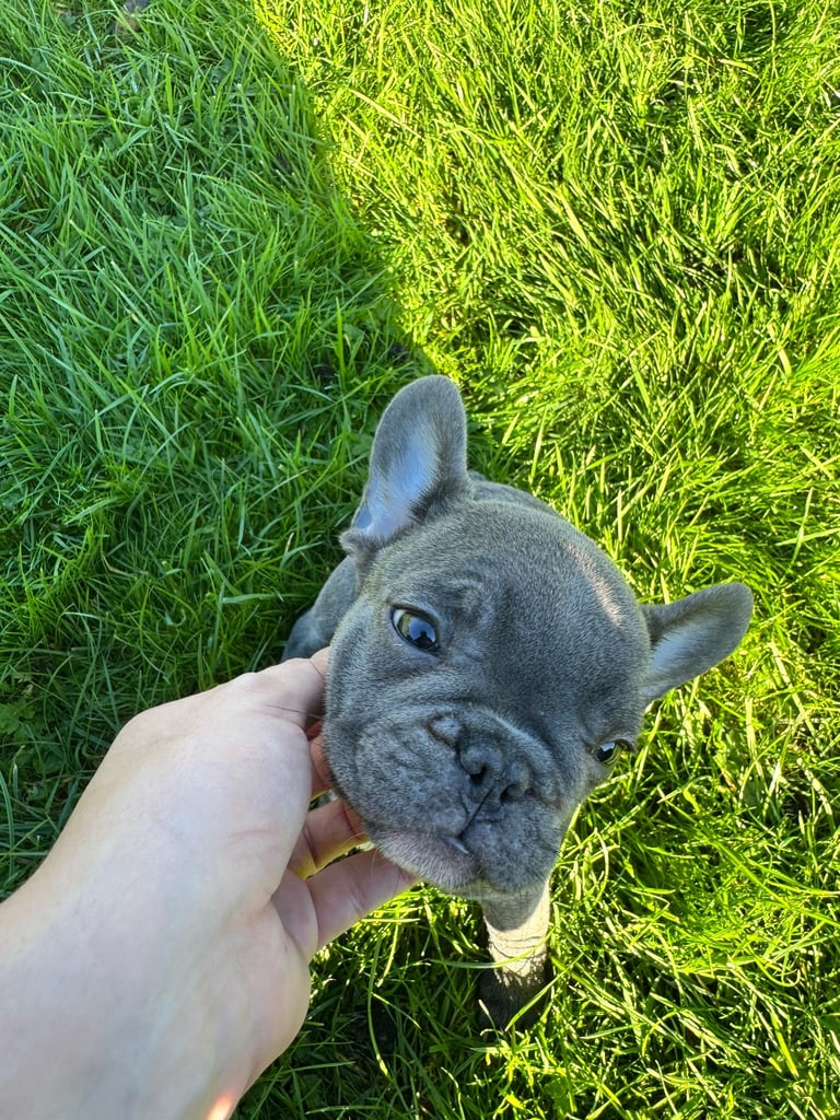 French Bulldog