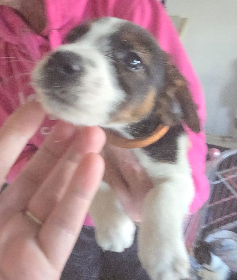 Traditional Jack russells puppies for sale