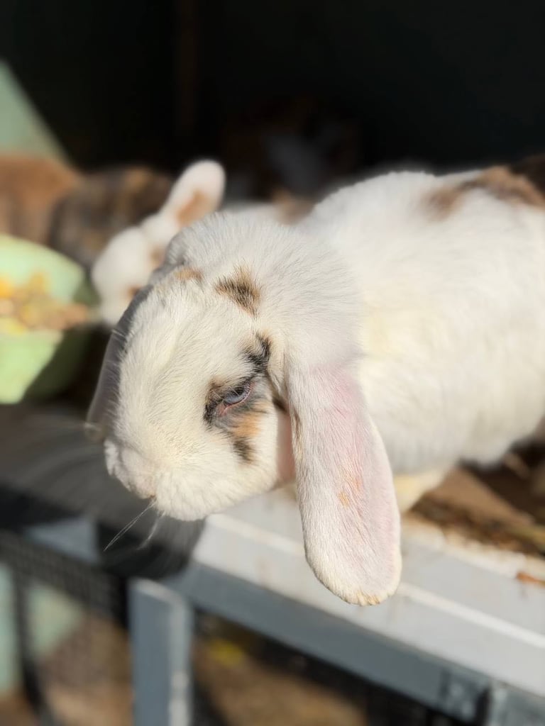 Baby Rabbits 