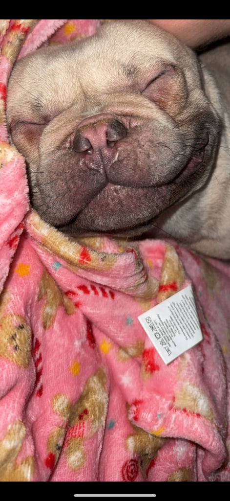 FRENCHIE WITH PAPERS 