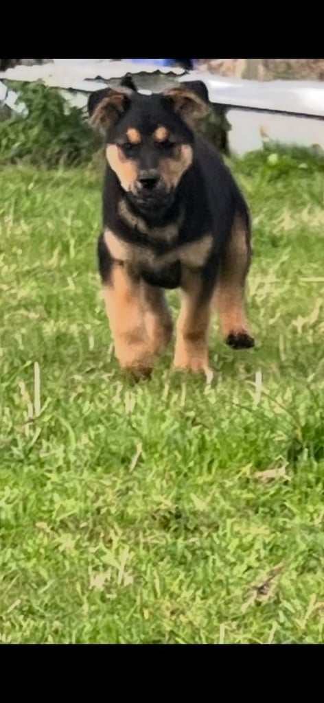 Rottweiler/American Akita pups