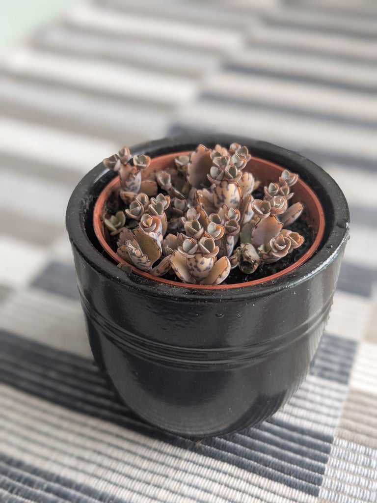 image for Live baby alligator plants with pot