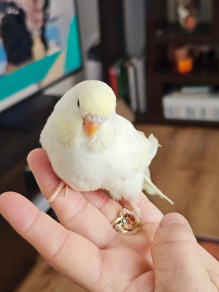 image for Baby Budgies