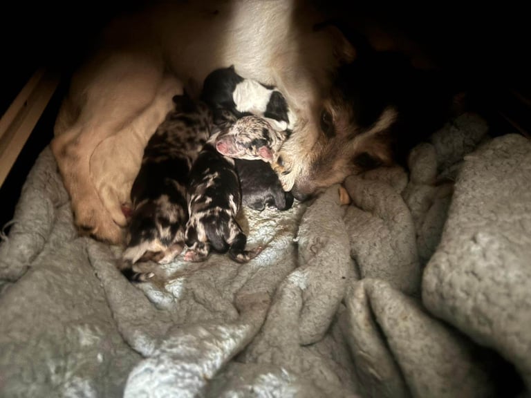 Jackapoo puppies 
