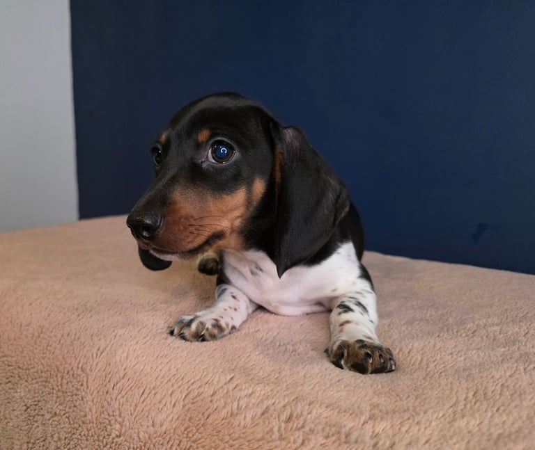 KC Registered Dachshund Puppies