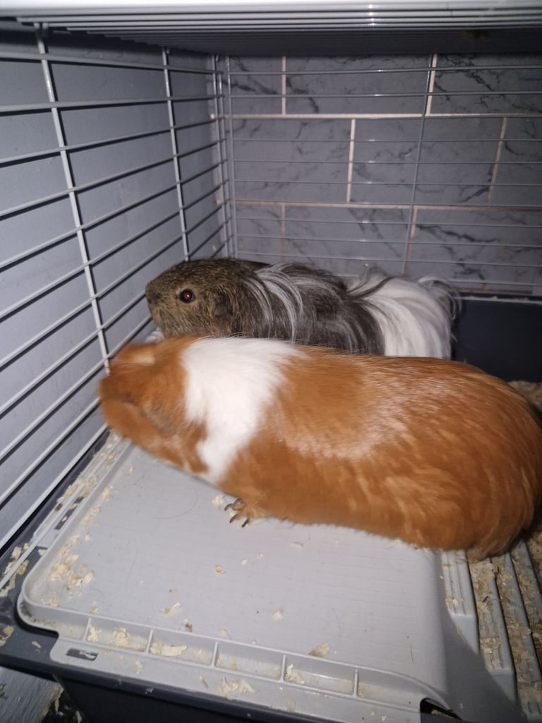 2 male guinnea pigs