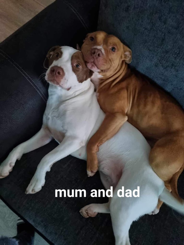 staffies 