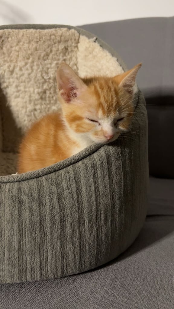 8 week old Ginger kitten ready to leave!