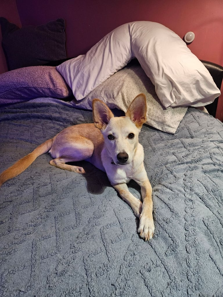 image for White German Shepherd X Husky