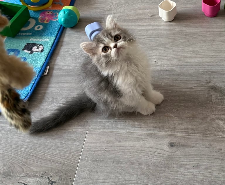 Persian Cats Kittens for Sale Gumtree