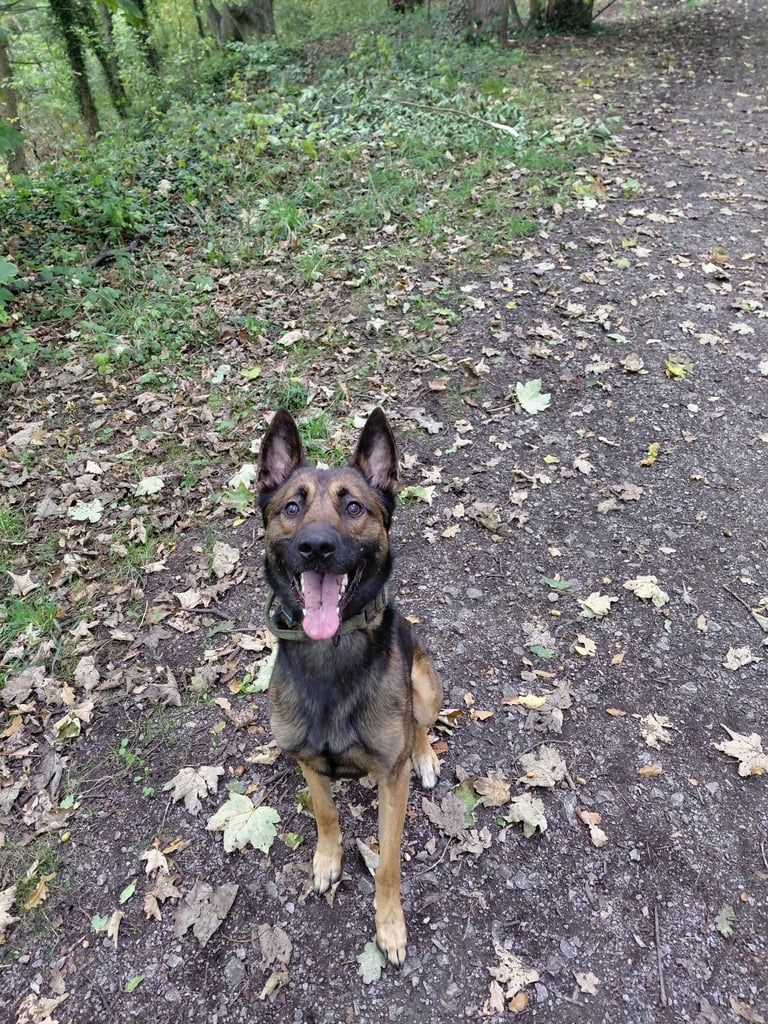 Belgain malinois 
