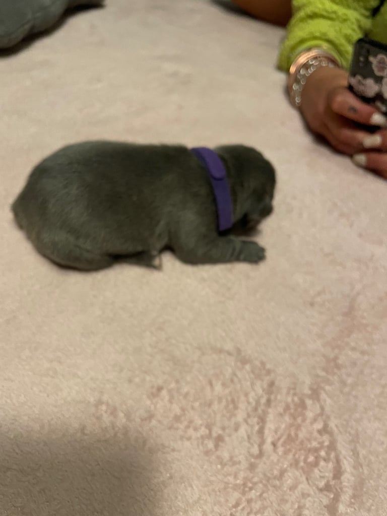 French bulldog puppies