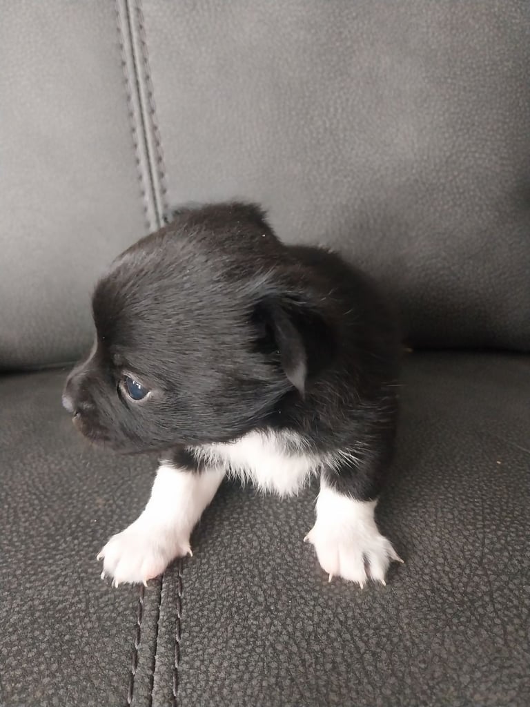 Pomeranian/terrior