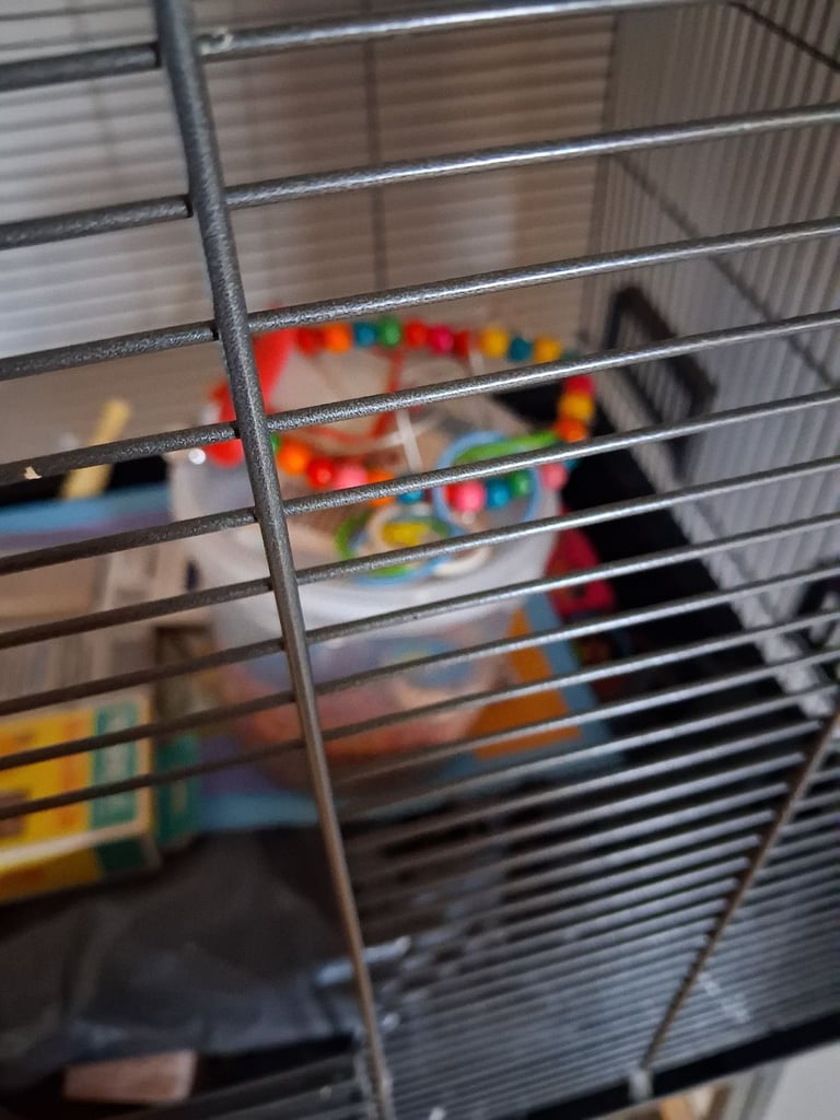 Bird cage with stand, foid,toys,treats,assessories 
