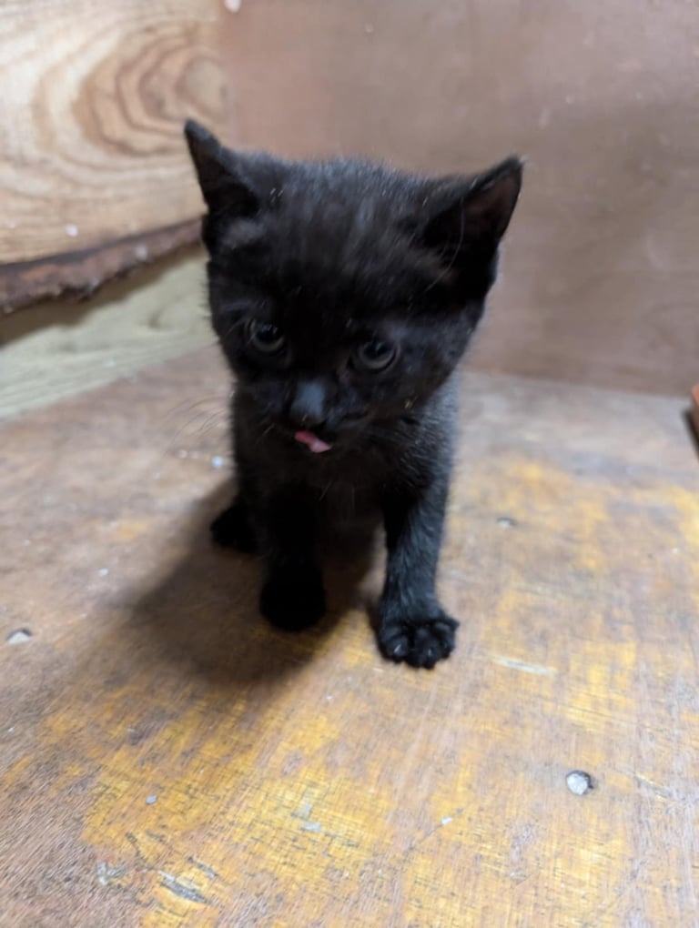Kittens looking for forever homes 