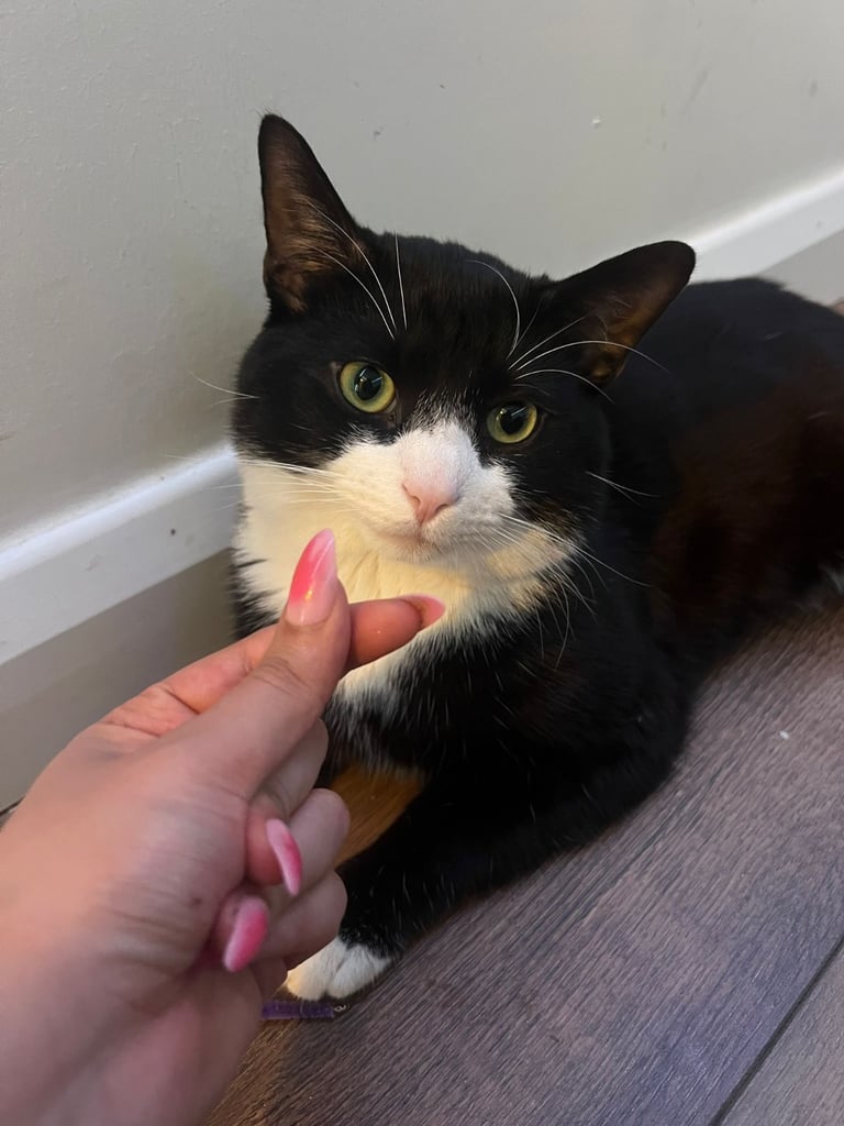 Friendly and Playful British Shorthair Up for Adoption