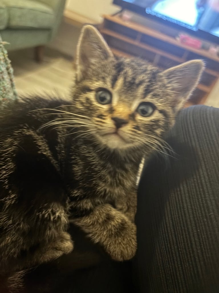 3 kittens ready for new home 