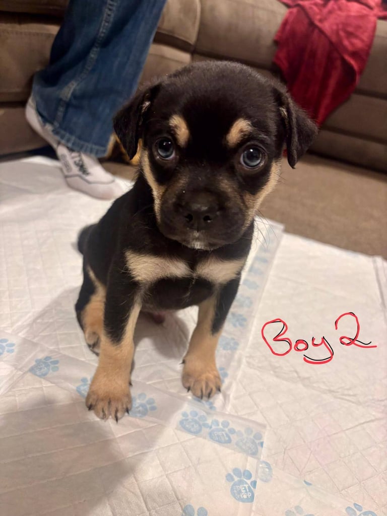 Pug X Collie (Pugollie) Puppies Looking For Their Forever Homes