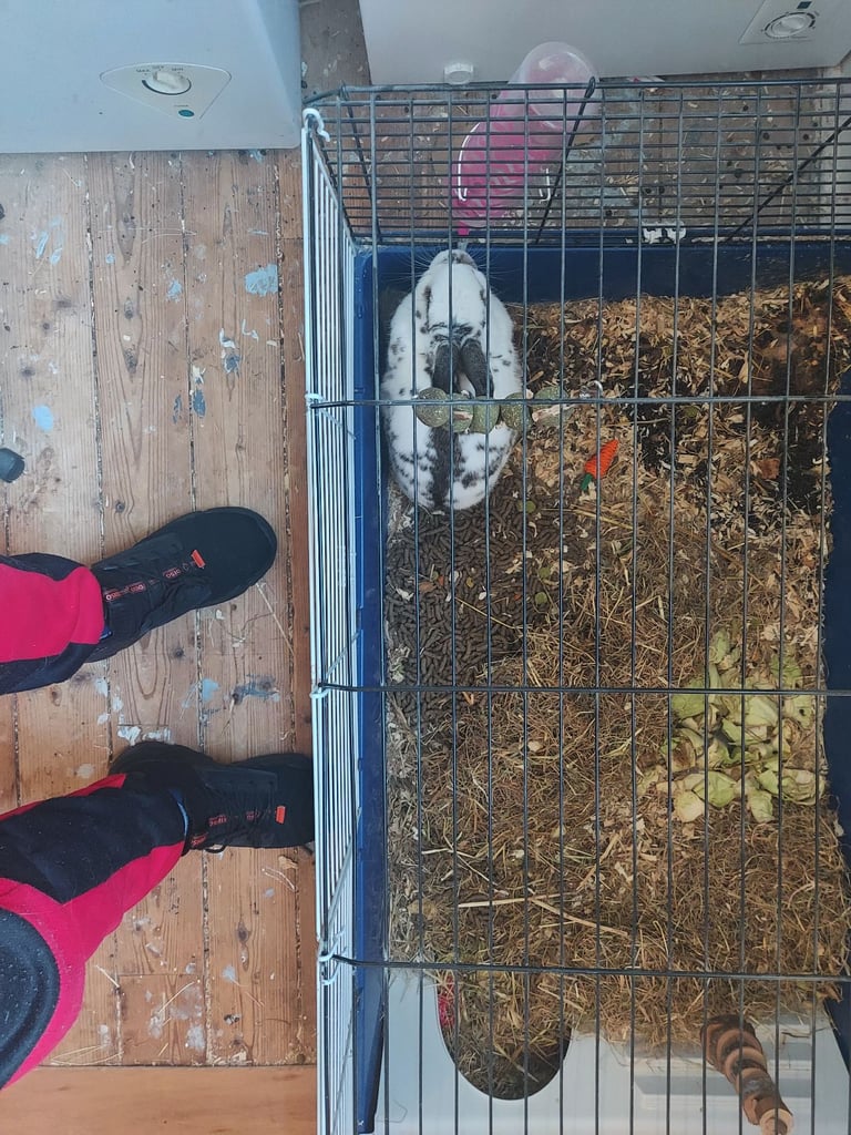 Rabbit and cage and food ect.