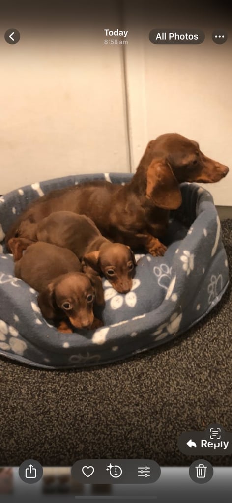 Miniature dachshund 
