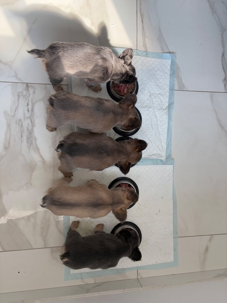 1 Full-Fluffy French Bulldogs FOR SALE