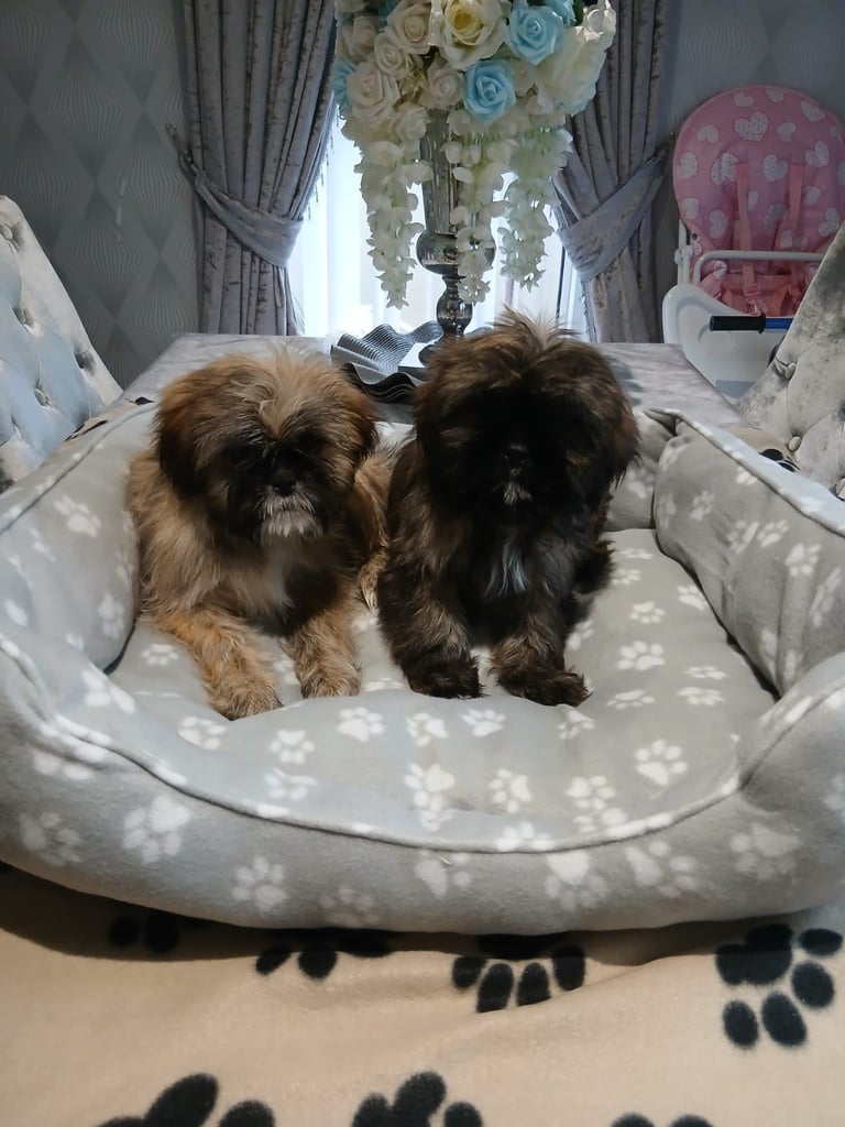 miniture shihtzu puppy