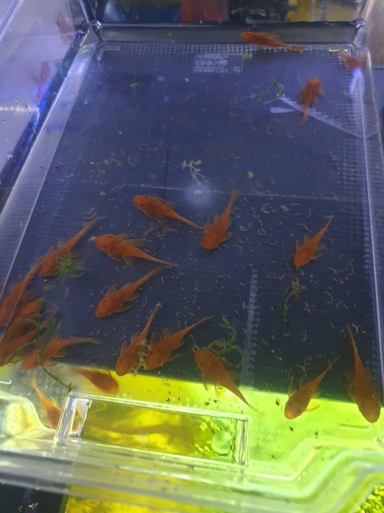 Tropical fish Angelfish,corydoras,super reds long fins plecos,shrimps, and l397 plecos 