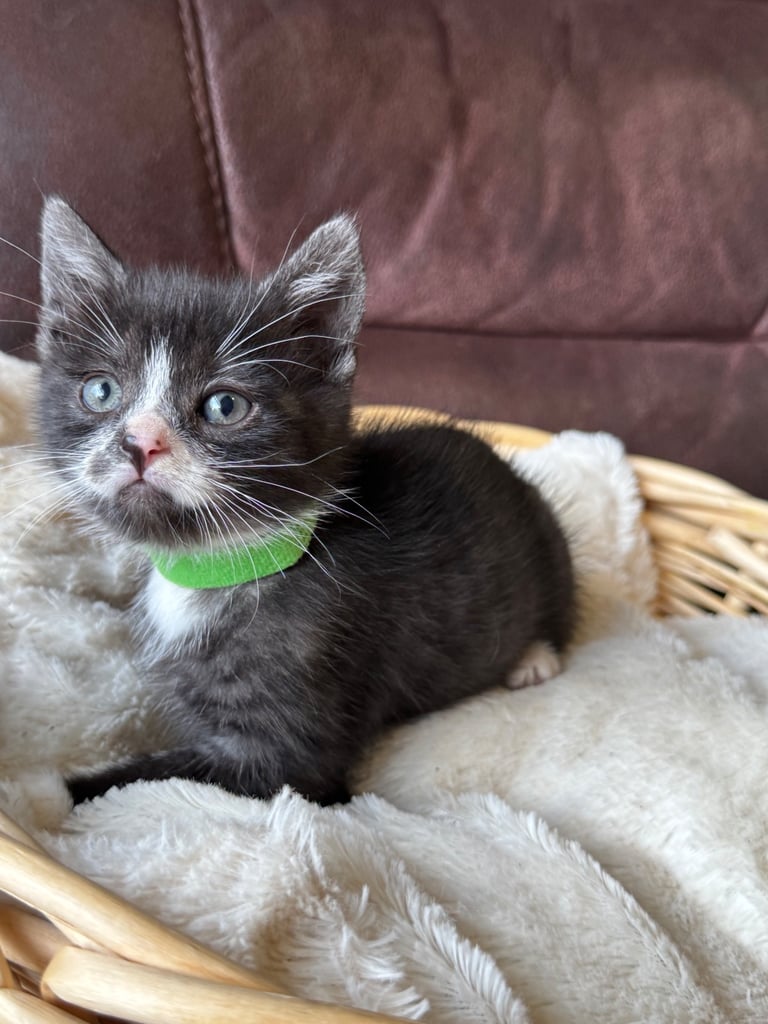 British short hair kittens 