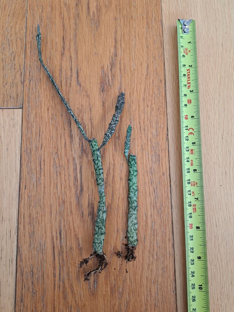 Euphorbia "dead stick plant" - succulent plant houseplant