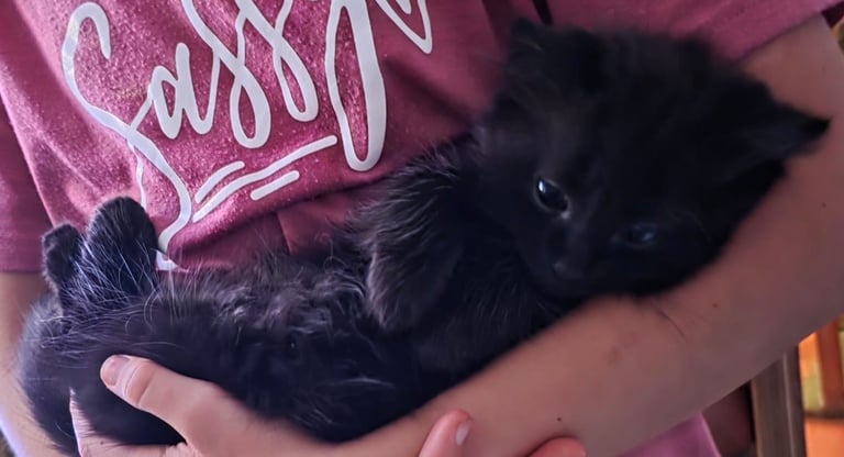 3 Beautiful  Black Long-Haired Kittens