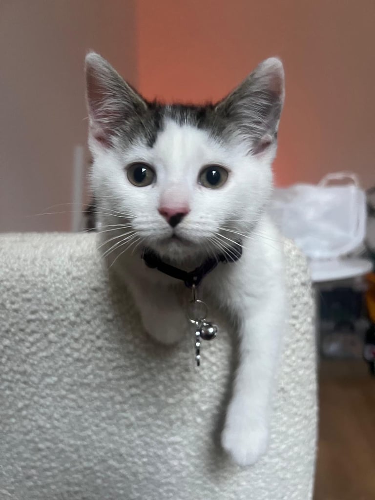 🐾 Loving 7-Month-Old American Wirehair Kitten – Playful & Affectionate 🐾