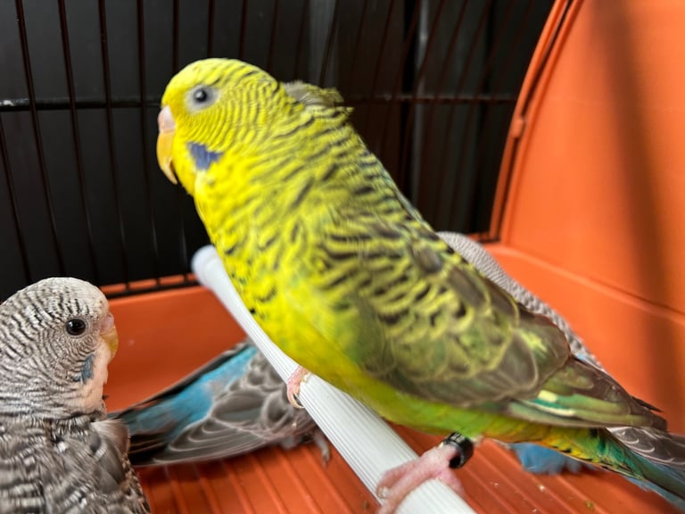 Budgies for Sale, different mutation available 