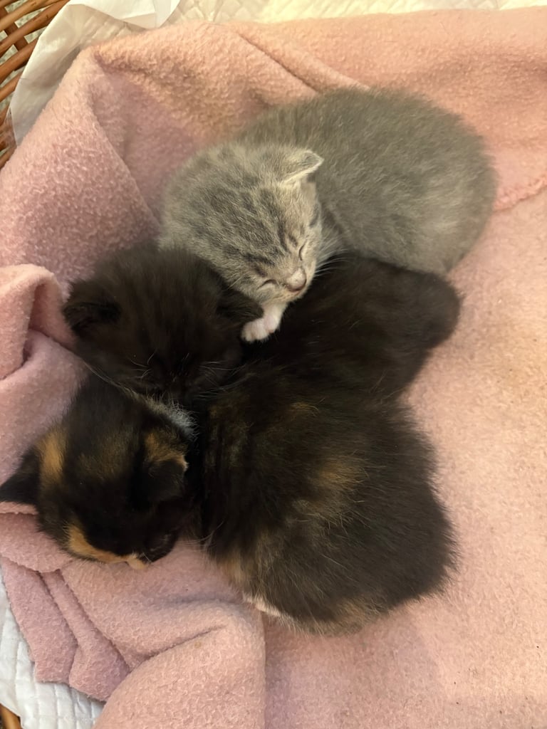 Half BSH kittens ( only black left )