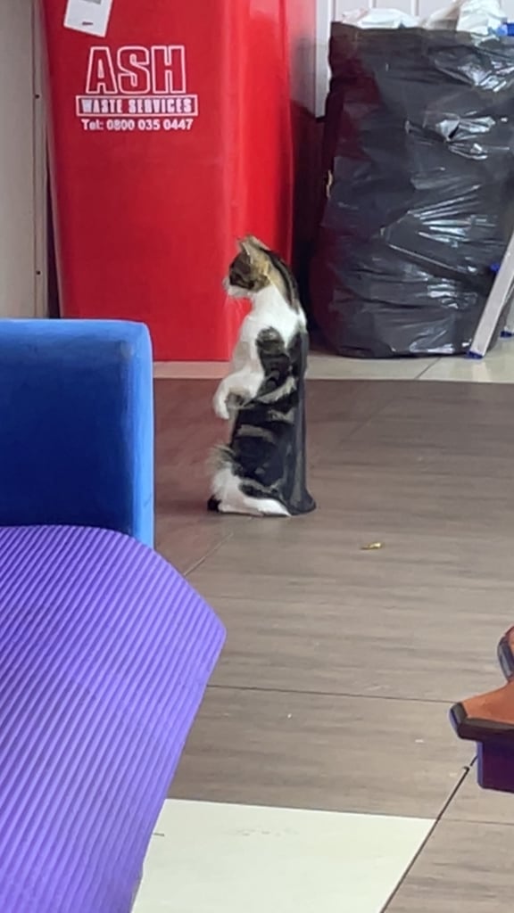 Cat looking for new home 