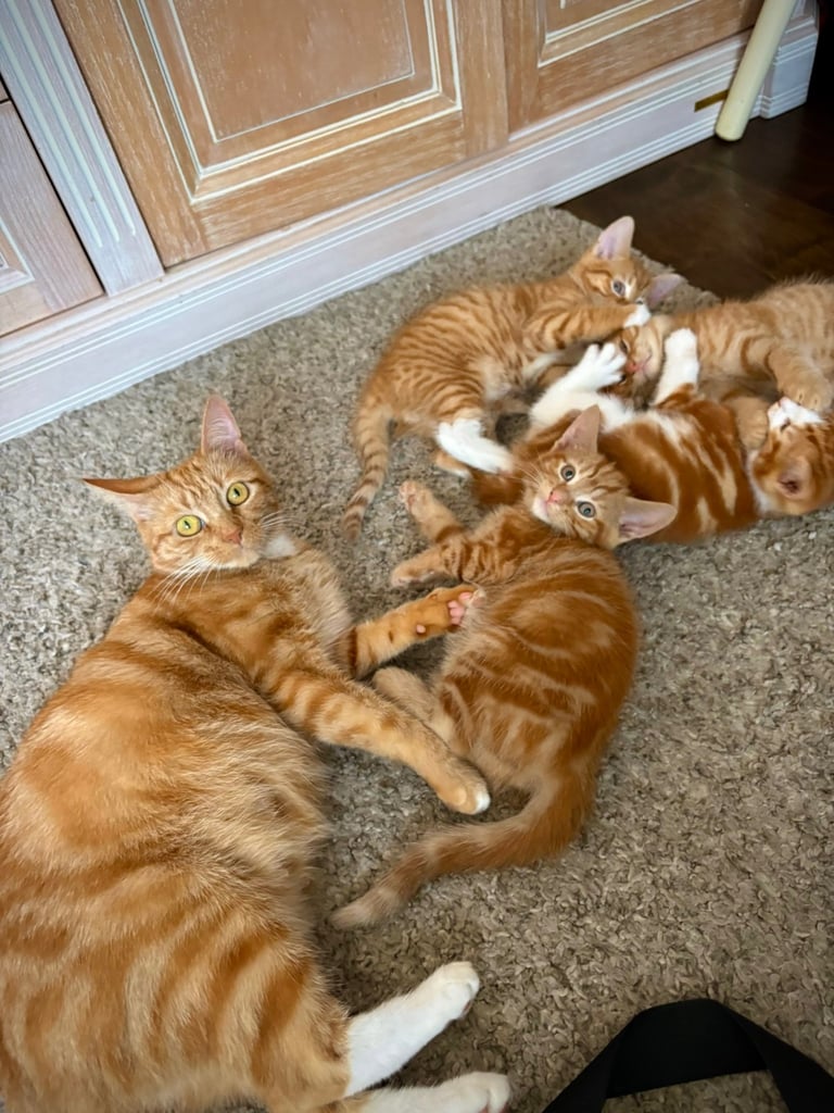 Ginger kittens 