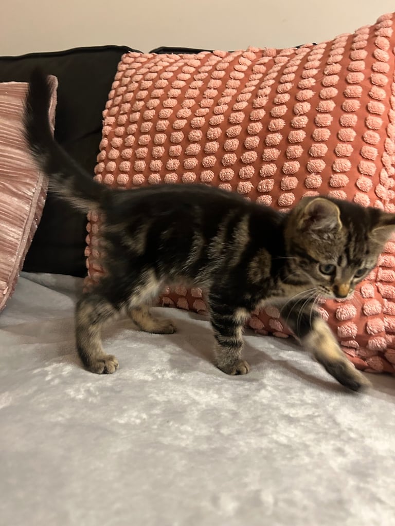 Beautiful tabby kittes