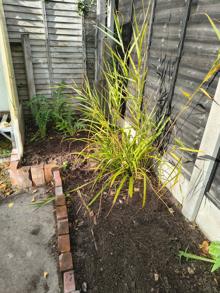 Native Pond/bog garden plants