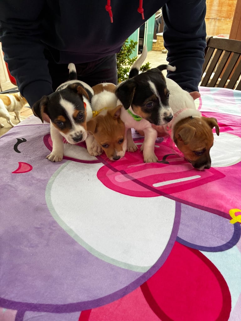 Jack Russell