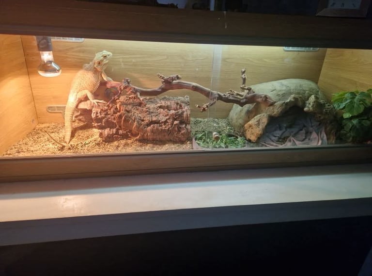 image for Selling a Vivarium Reptile Tank  