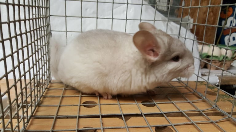 image for chinchilla for sale