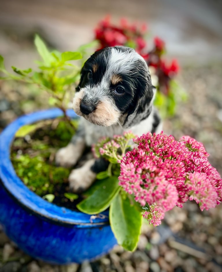 Cocker Spaniel pups 🐶 Looking for Forever Homes🐶