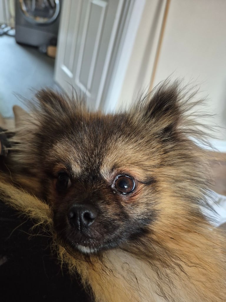 Stunning Pomeranian 14 months old - Male