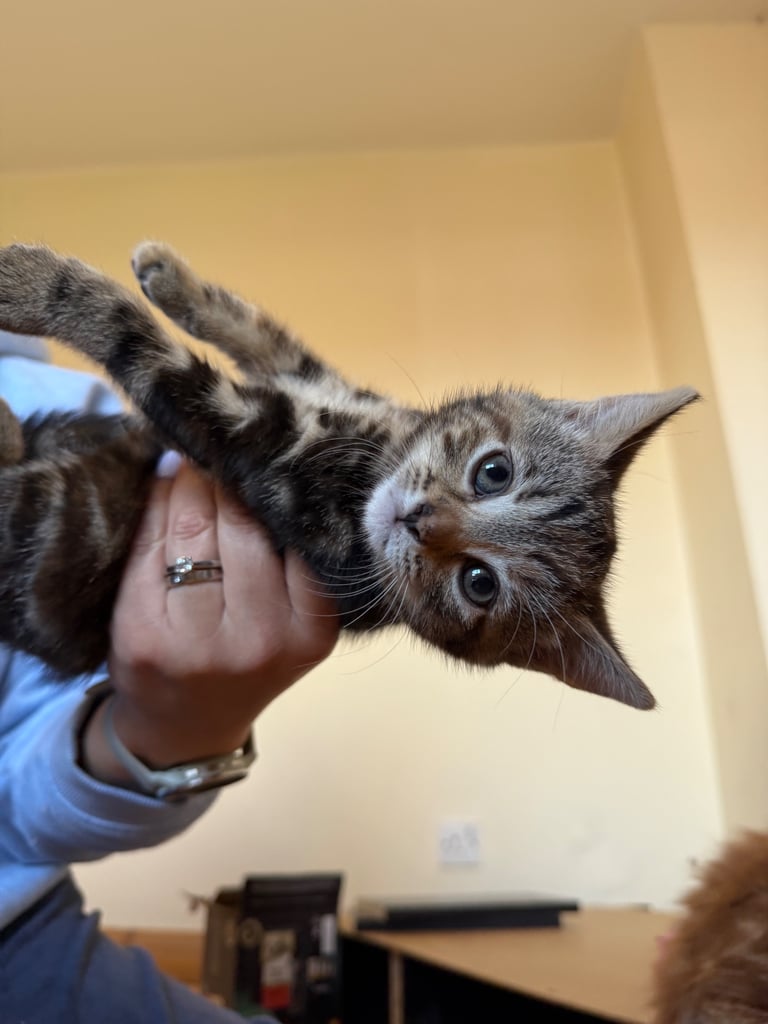 Kitten 